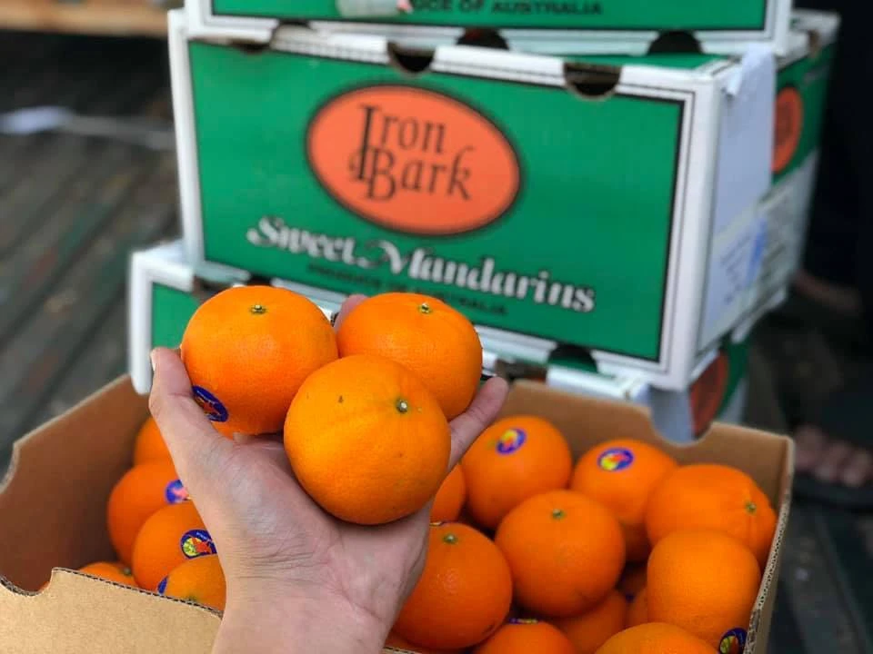 Quýt Úc có cuống dài 5mm, quả hơi dẹt. Ảnh: Chợ Phố cung cấp. Quýt Úc có cuống dài 5mm, quả hơi dẹt. Ảnh: Chợ Phố cung cấp.