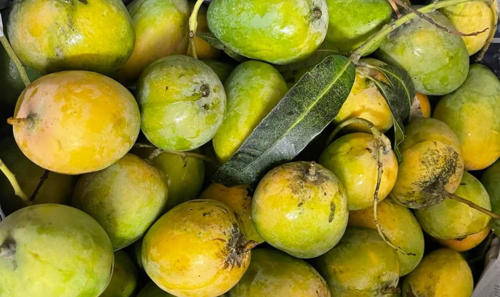 Xoài cổ Khánh Hòa đang được bán với giá 30.000 đồng trên các nền tảng TMĐT. Ảnh HẠ QUYÊN
