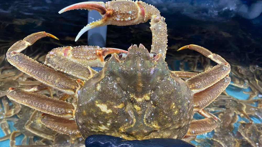 Cua tuyết có trọng lượng nhẹ hơn cua hoàng đế. Ảnh: Hạ Quyên Cua tuyết có trọng lượng nhẹ hơn cua hoàng đế. Ảnh: Hạ Quyên