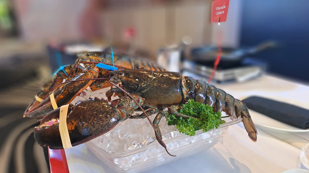 Tôm hùm Canada sẽ được bán trên sàn thương mại điện tử tại Việt Nam trong ngày 14-5 tới đây. Ảnh: THU HÀ