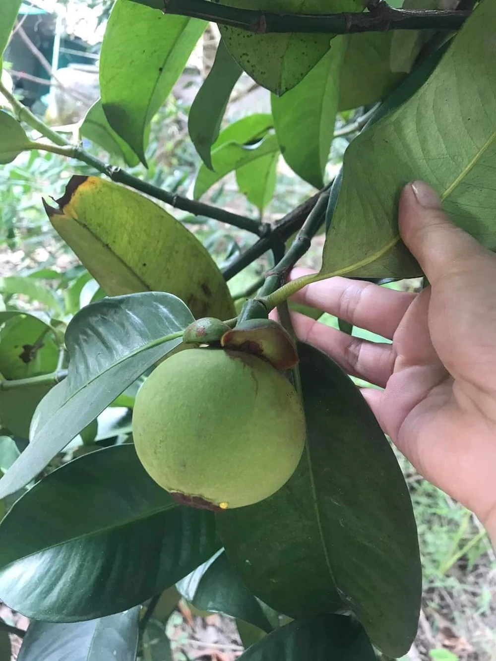 Vì nhu cầu cao, thương lái tăng thu mua măng cụt xanh ở nhiều nhà vườn. Ảnh: Mỹ Hạnh