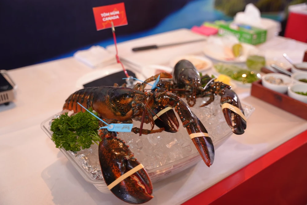 Tôm hùm đực có phần mai nhỏ hơn tôm cái. Ảnh: HẠ QUYÊN