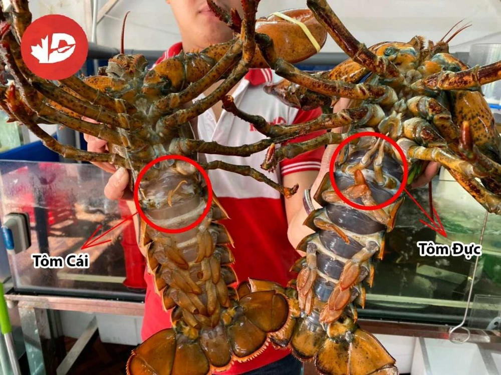 Đôi vi của tôm hùm cái mềm hơn so với tôm hùm đực. Ảnh: Hải sản Sài Gòn.