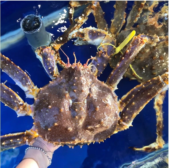 Giá cua hoàng đế đỏ đang tăng cao. Ảnh: HẠ QUYÊN