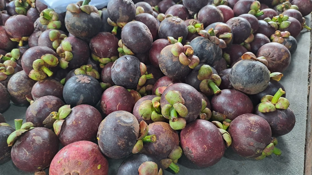 Măng cụt được ví là nữ hoàng của trái cây vì chúng giàu dinh dưỡng. Ảnh: HẠ QUYÊN Măng cụt được ví là nữ hoàng của trái cây vì chúng giàu dinh dưỡng. Ảnh: HẠ QUYÊN