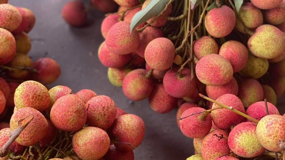 Vải thiều cung cấp nhiều giá trị dinh dưỡng cho cơ thể. ẢNH: HẠ QUYÊN