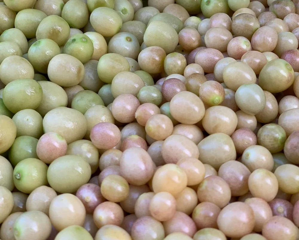 Thù lù mọc dại có kích cỡ nhỏ hơn thù lù giống Nam Mỹ, nhưng đều sở hữu giá trị dinh dưỡng rất cao. Ảnh: THU HÀ Thù lù mọc dại có kích cỡ nhỏ hơn thù lù giống Nam Mỹ, nhưng đều sở hữu giá trị dinh dưỡng rất cao. Ảnh: THU HÀ