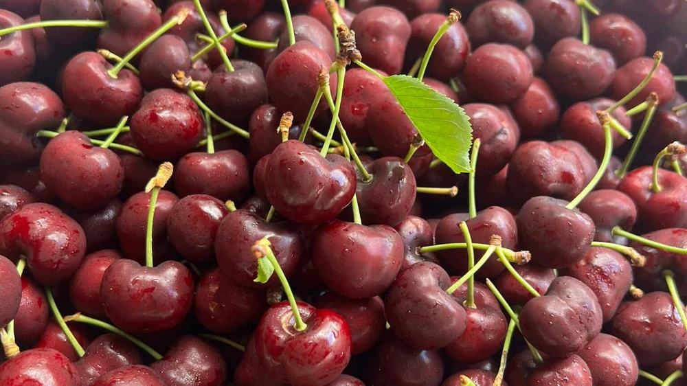 Cherry Mỹ đang có giá bán khá rẻ tại chợ truyền thống lẫn siêu thị. Ảnh: THU HÀ Cherry Mỹ đang có giá bán khá rẻ tại chợ truyền thống lẫn siêu thị. Ảnh: THU HÀ