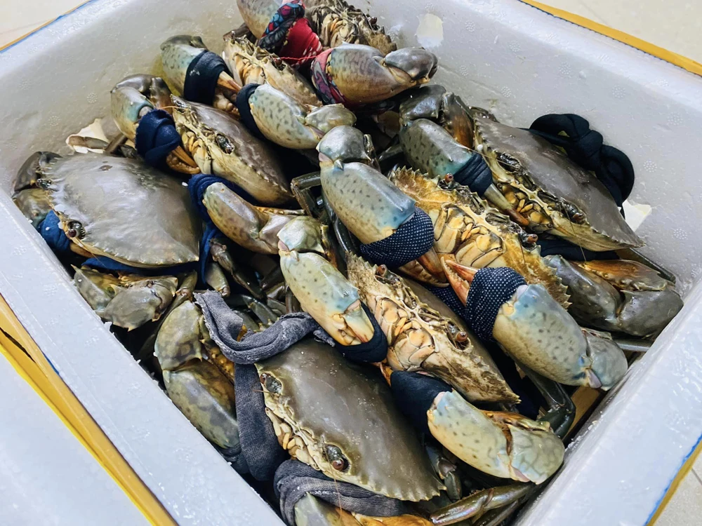 cua sống của việt nam