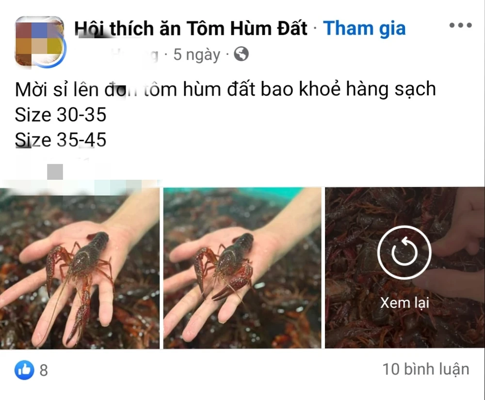 Tôm hùm đất