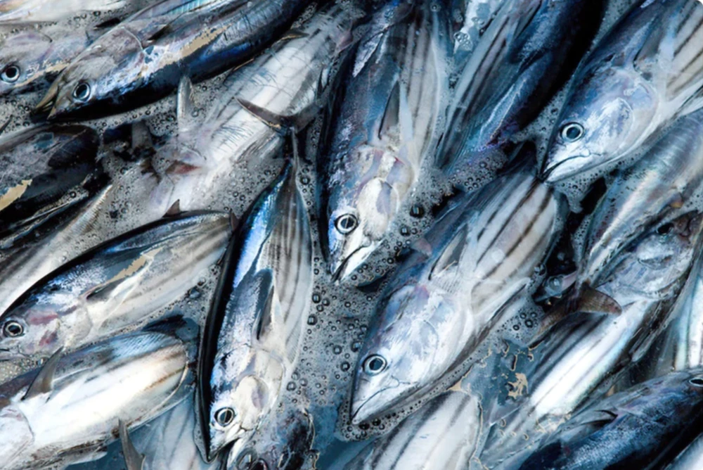 Xuất khẩu cá ngừ