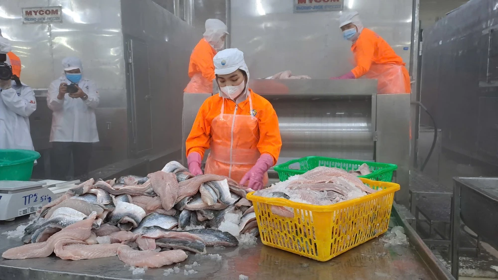 CÁ TRA NGUYÊN CON XẺ BƯỚM