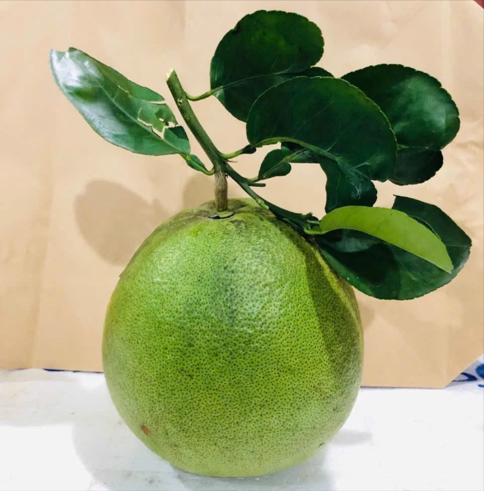 GIÁ BƯỞI DỊP TẾT