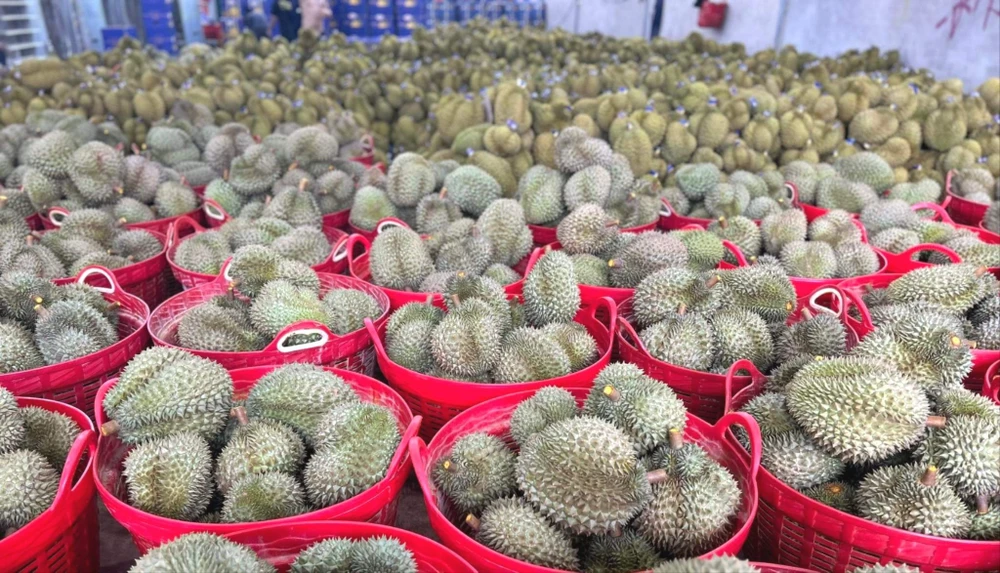 Giá sầu riêng xuất khẩu đã bật tăng trở lại. ẢNH: THU HÀ