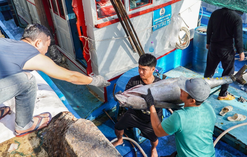 Xuất khẩu cá ngừ