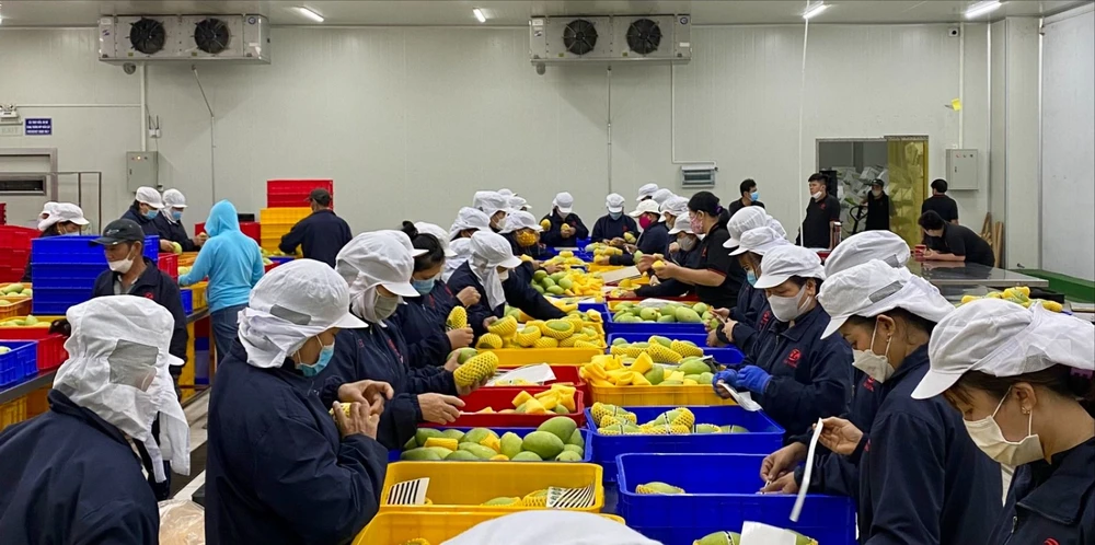 xuất khẩu trực tuyến