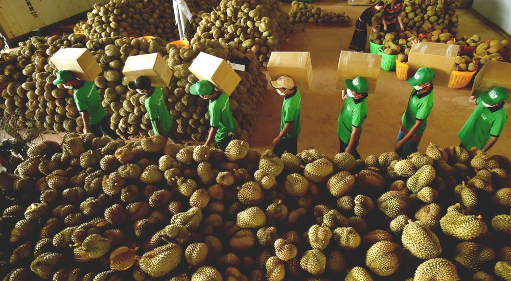 xuất khẩu sầu riêng