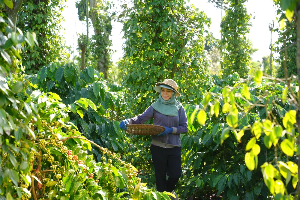 XUẤT KHẨU CÀ PHÊ