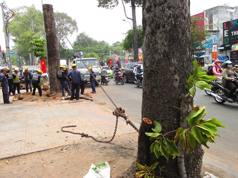 Xử lý một số cây xanh trên đường Đinh Tiên Hoàng ảnh 1