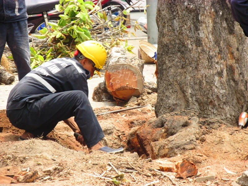 Xử lý một số cây xanh trên đường Đinh Tiên Hoàng ảnh 2