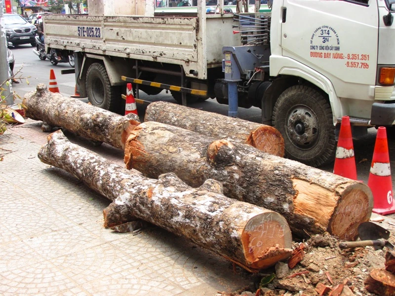 Xử lý một số cây xanh trên đường Đinh Tiên Hoàng ảnh 4