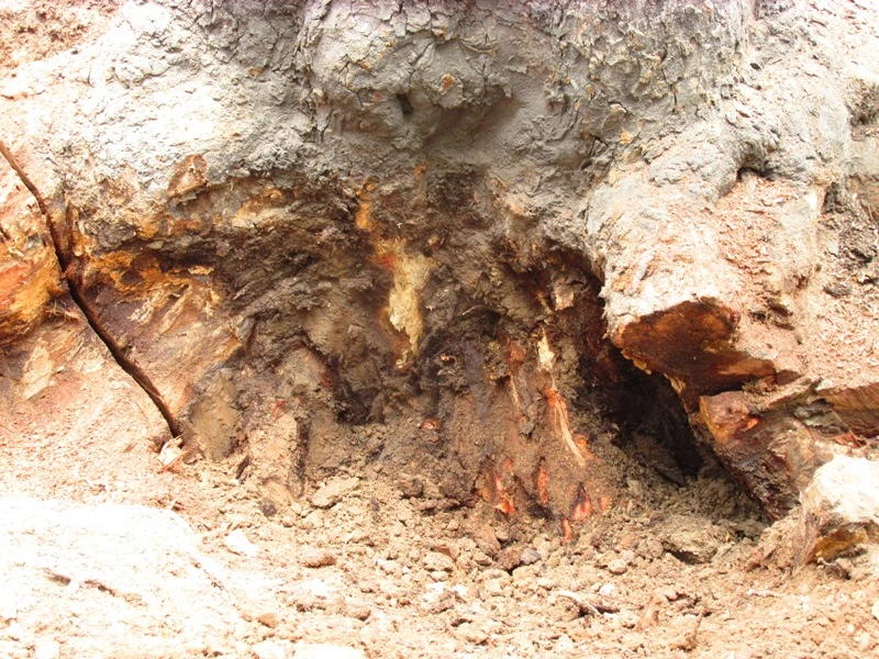 Xử lý một số cây xanh trên đường Đinh Tiên Hoàng ảnh 5