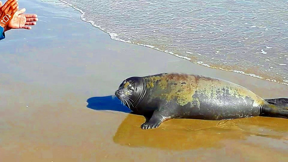 Hải cẩu đùa giỡn với người đã bị đánh chết ảnh 1 Hải cẩu đùa giỡn với người đã bị đánh chết ảnh 1