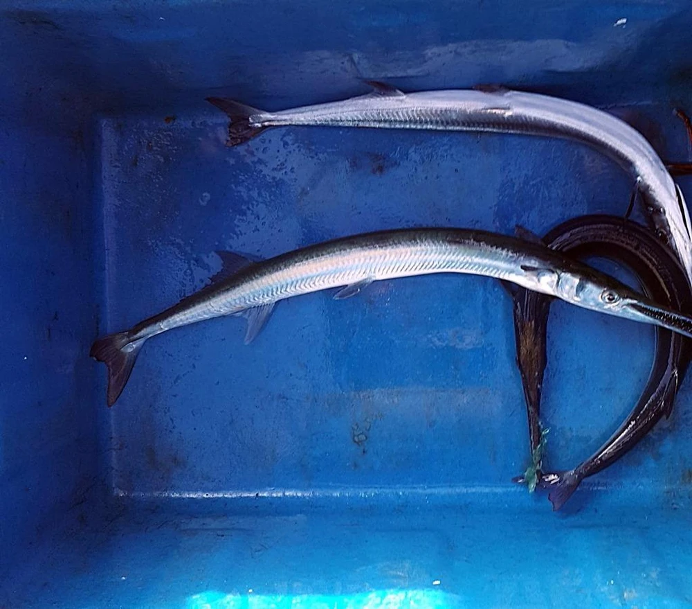 Những con cá nhái vừa câu được.