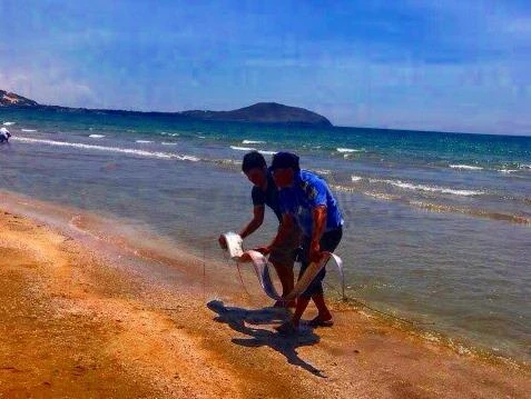 Cá hố ông khổng lồ dạt vào biển Mũi Né ảnh 2