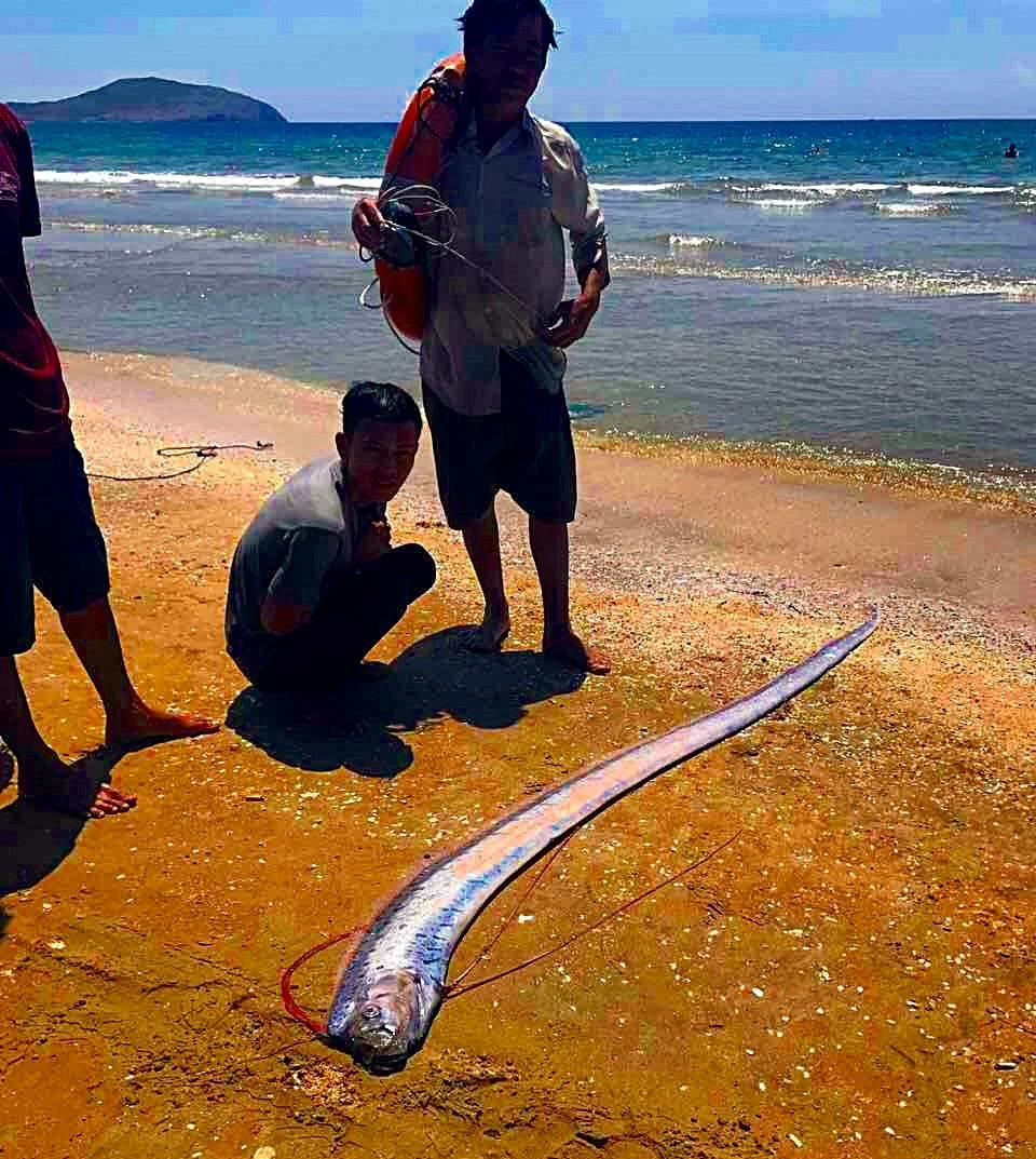 Cá hố ông khổng lồ dạt vào biển Mũi Né ảnh 1