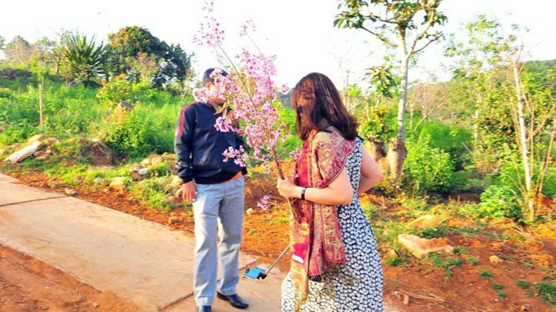 Kỷ luật nữ phó giám đốc bẻ hoa mai anh đào ảnh 1