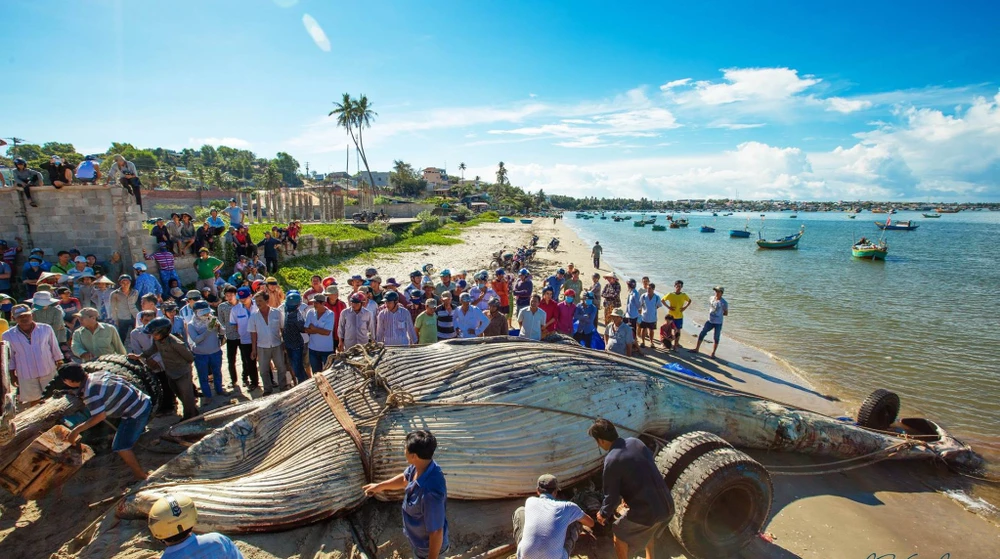 Đưa xác cá voi 15 tấn ngoài biển Bình Thuận vào bờ ảnh 1