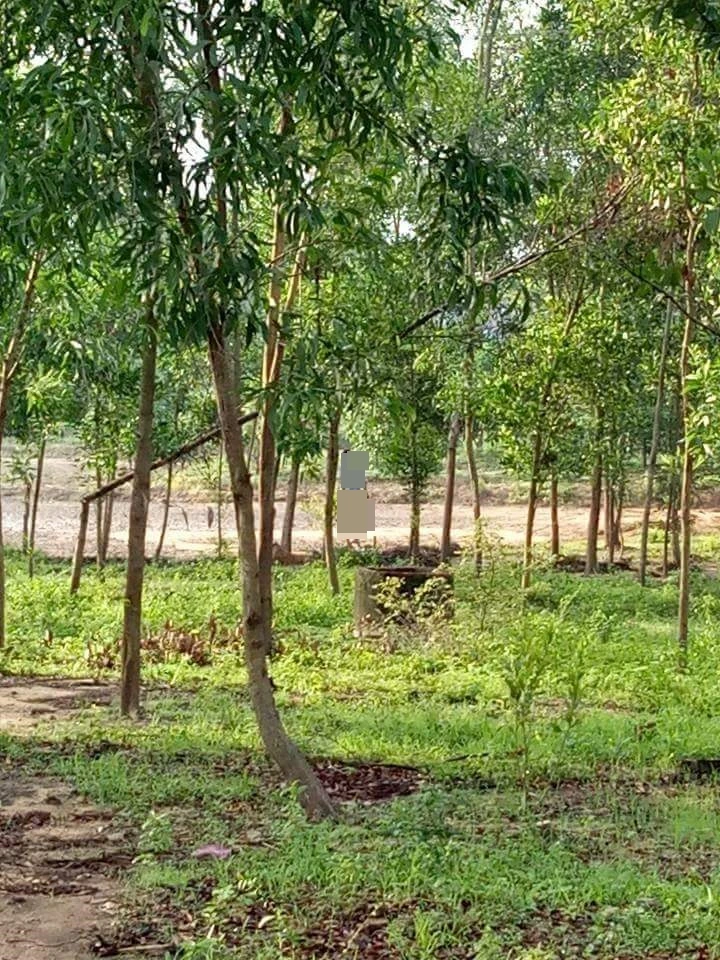 Tìm tung tích thanh niên treo cổ trong rừng tràm ảnh 3