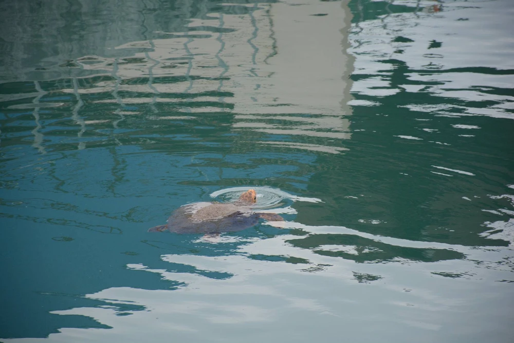 Giải cứu rùa biển lạc vào nhà máy nhiệt điện Vĩnh Tân ảnh 2