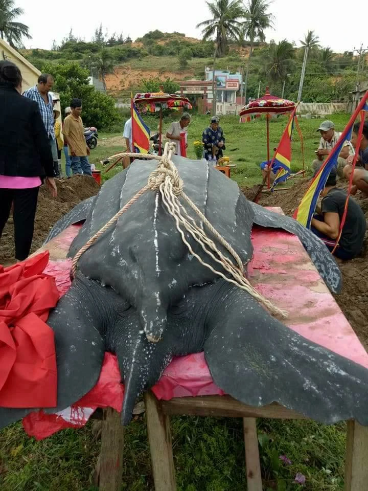 Chôn cất 'cụ' rùa khủng dài 3 m, nặng hơn nửa tấn ảnh 2