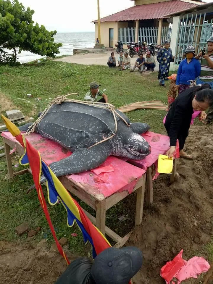 Chôn cất 'cụ' rùa khủng dài 3 m, nặng hơn nửa tấn ảnh 3