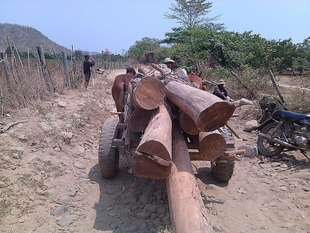 Hàng ngàn khối gỗ quý ở rừng Sông Lũy bị triệt hạ ảnh 6