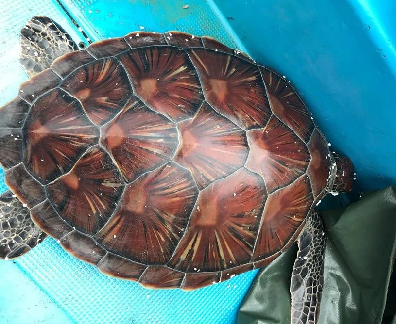 Facebook, đồi mồi và vây cá mập ảnh 1