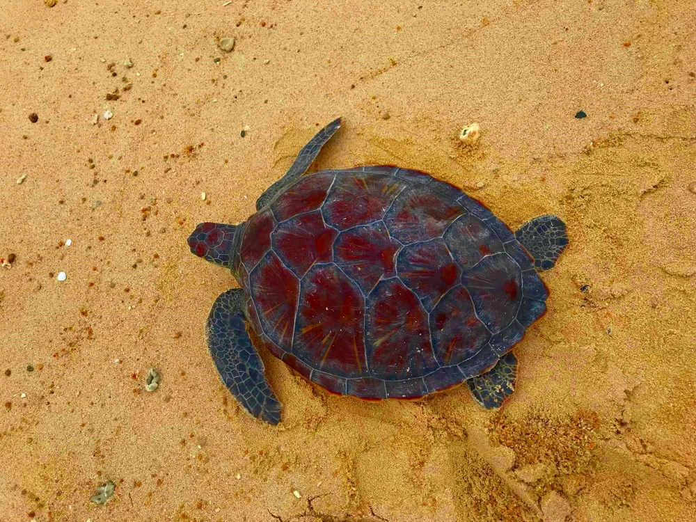 Facebook, đồi mồi và vây cá mập ảnh 4