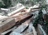 Hàng ngàn khối gỗ quý ở rừng Sông Lũy bị triệt hạ
