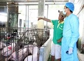 Bình Thuận xuất hiện hai ổ dịch tả heo châu Phi 