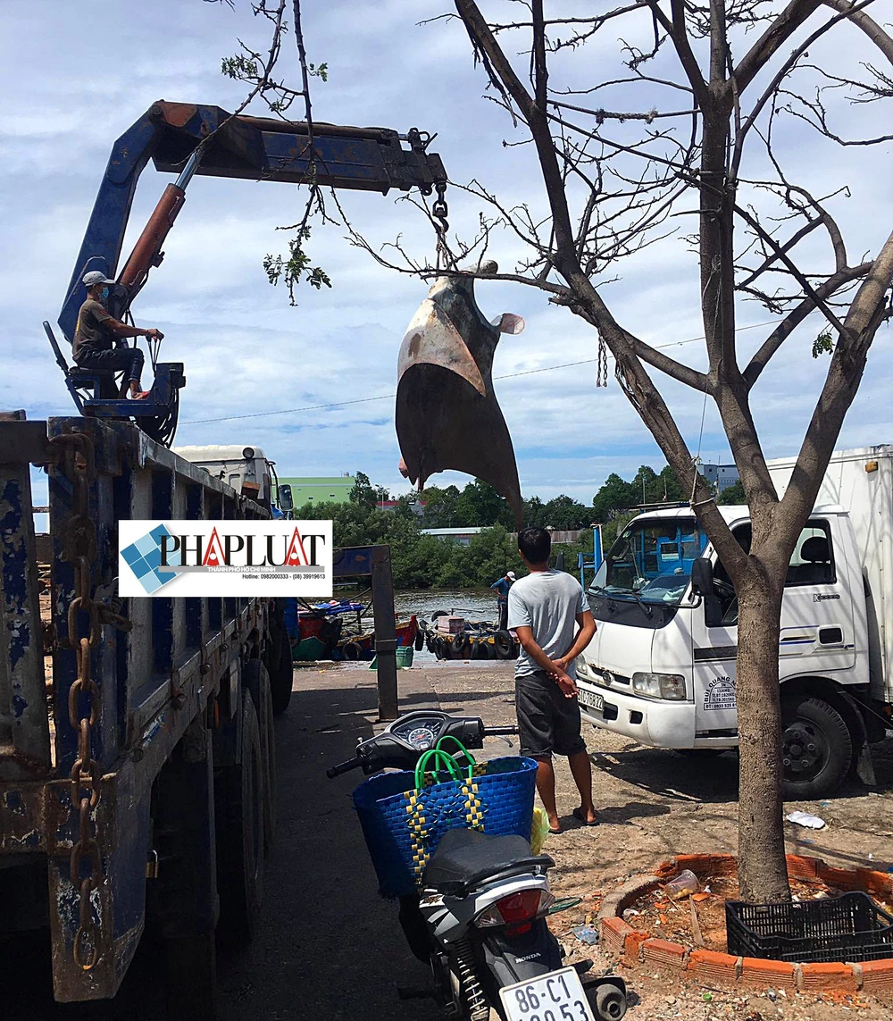 Ngư dân Bình Thuận bắt được cá đuối khủng nặng gần 800 kg ảnh 6