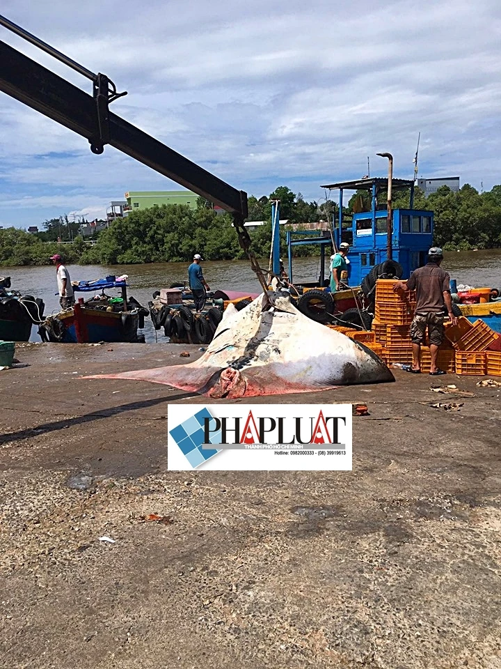 Ngư dân Bình Thuận bắt được cá đuối khủng nặng gần 800 kg ảnh 2