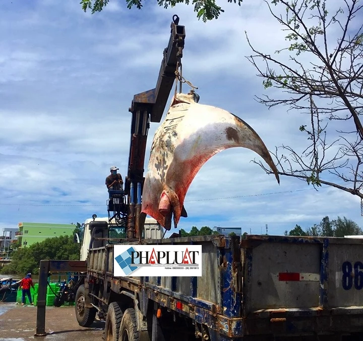 Ngư dân Bình Thuận bắt được cá đuối khủng nặng gần 800 kg ảnh 4