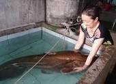 Cá leo ‘khủng’ hơn 80 kg dính câu