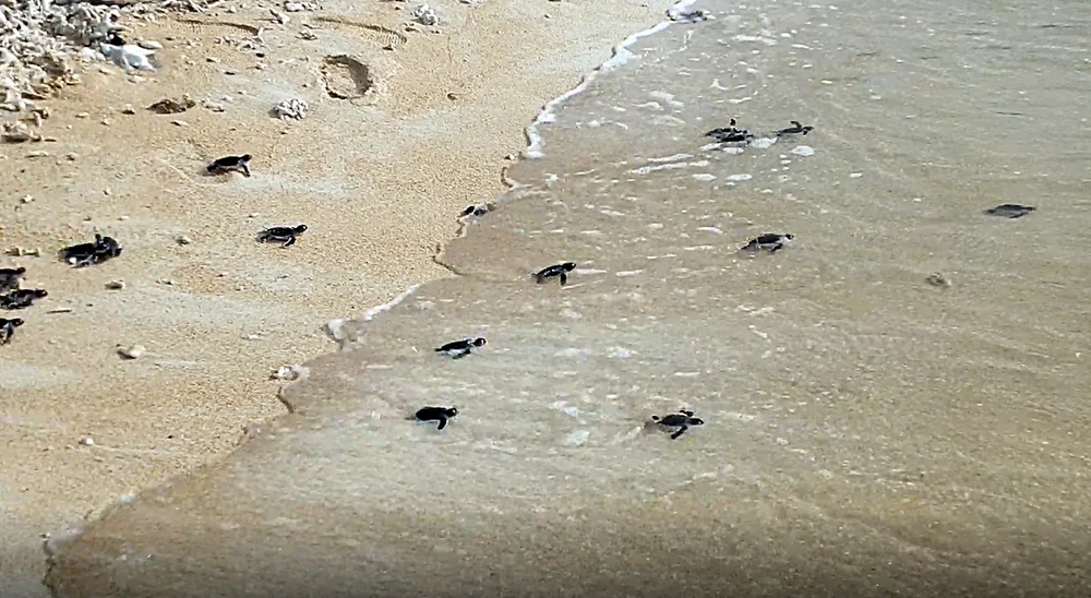 Bảo vệ nghiêm ngặt đưa 45 chú rùa tí hon về đại dương ảnh 10