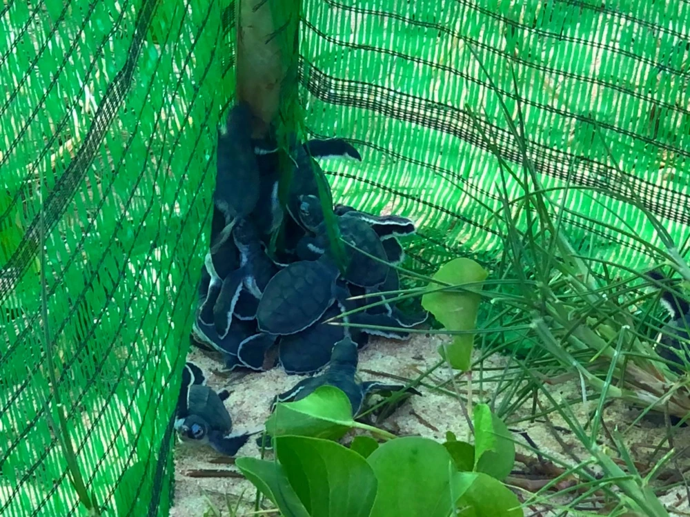 Bảo vệ nghiêm ngặt đưa 45 chú rùa tí hon về đại dương ảnh 3