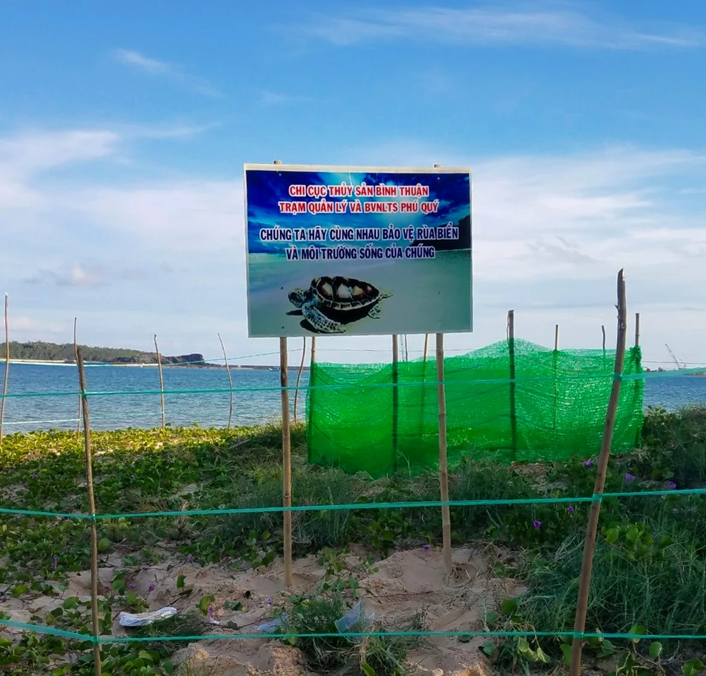 Bảo vệ nghiêm ngặt đưa 45 chú rùa tí hon về đại dương ảnh 4