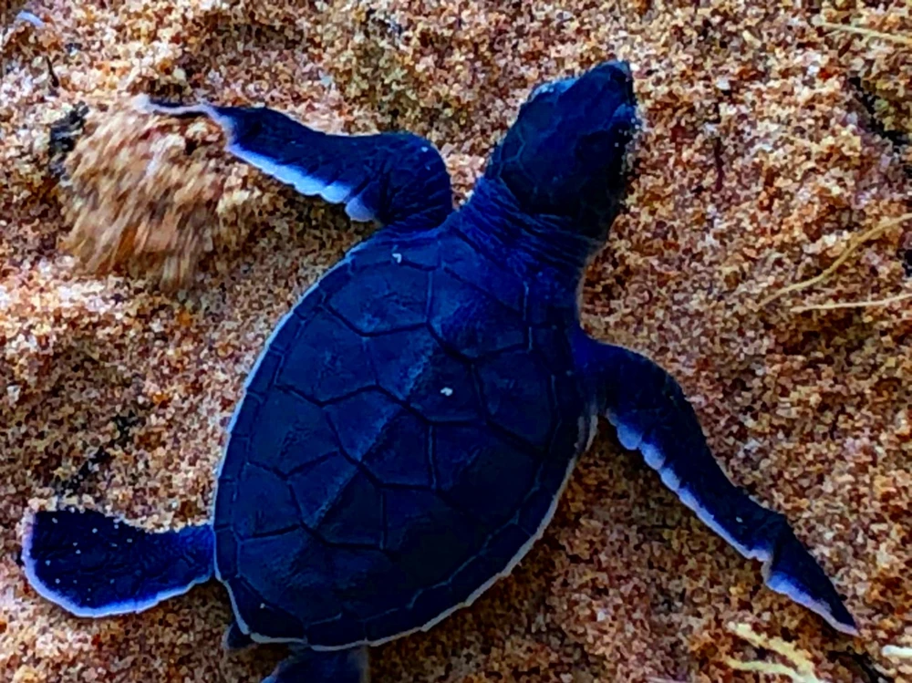 Bảo vệ nghiêm ngặt đưa 45 chú rùa tí hon về đại dương ảnh 8