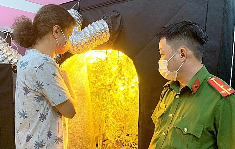 Thời điểm cảnh sát bắt quả tang Shedko Dmitrii trồng cần sa. Ảnh: Như Ý